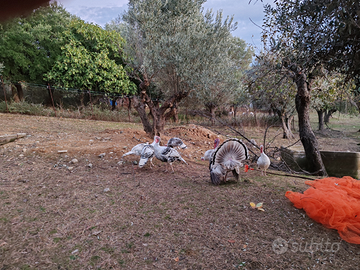 Tacchini maschi/femmine