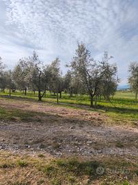 piante di ulivo  leccino e pendolino 