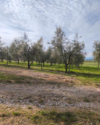 piante di ulivo  leccino e pendolino 