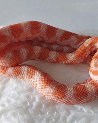 pantherophis guttatus (serpenti del grano)