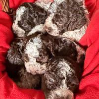 Lagotto Romagnolo