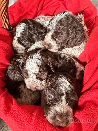 Lagotto Romagnolo
