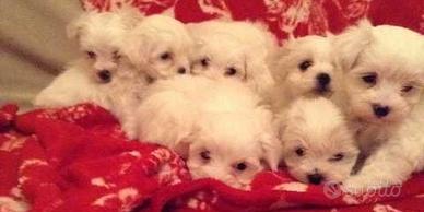 Cuccioli maltese toy