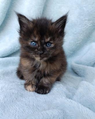 Maine coon con pedigree
