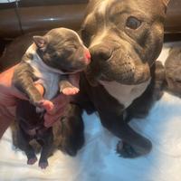 American Bully Pocket Cuccioli