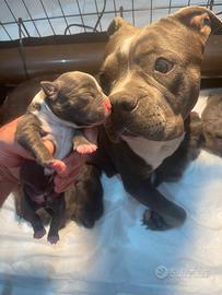 American Bully Pocket Cuccioli