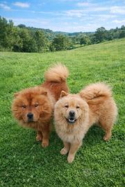 CUCCIOLI Chow Chow
