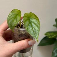 Alocasia silver dragon baby plant