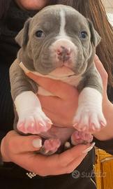 American bully