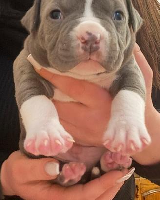 American bully