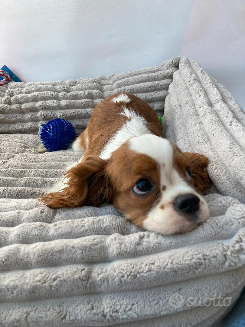 Cavalier King Rosso - M&F - Animali In vendita a Varese