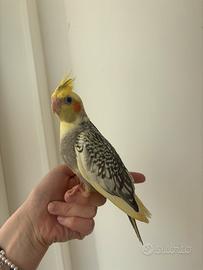 Coppia di calopsite allevata a mano