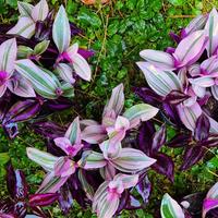 Tradescantia Nanouk _ Zebrina _ Miseria