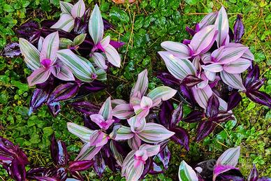 Tradescantia Nanouk _ Zebrina _ Miseria