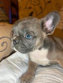 Cucciola bulldog francese esotica mini