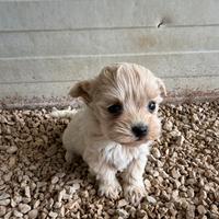 Maltipoo mini toy