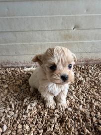 Maltipoo mini toy