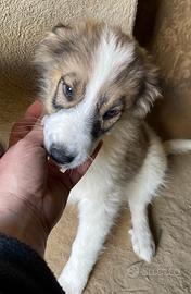 CUCCIOLI 3 MESI Taglia media