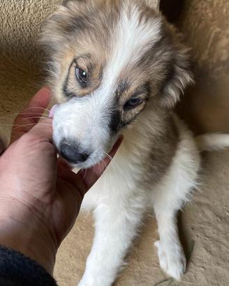 CUCCIOLI 3 MESI Taglia media