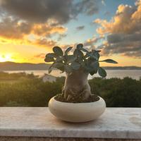 BONSAI ADENIUM( rosa del deserto)