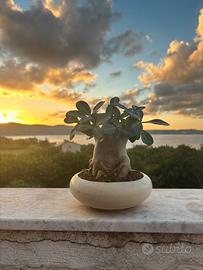 BONSAI ADENIUM( rosa del deserto)