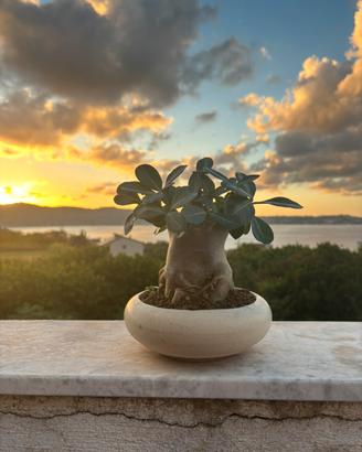 BONSAI ADENIUM( rosa del deserto)
