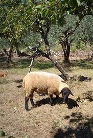 Montone sulffok originale maschio