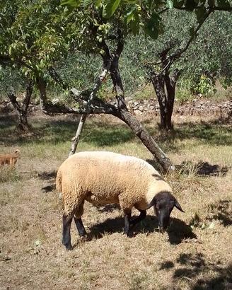 Montone sulffok originale maschio