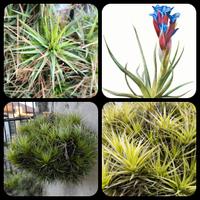 Tillandsia Aeranthos