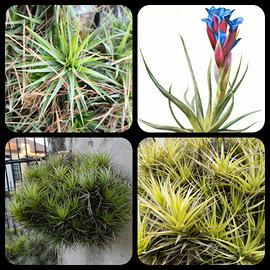Tillandsia Aeranthos