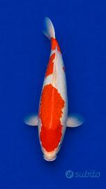 Koi Kohaku 50 cm