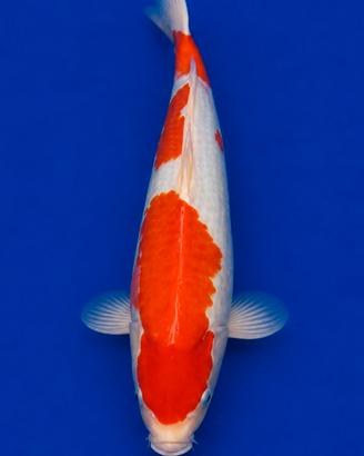 Koi Kohaku 50 cm
