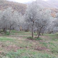 Oliveto