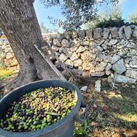 Raccolta olive con attrezzatura