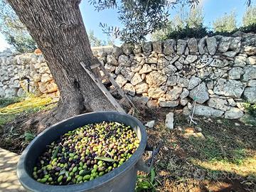 Raccolta olive con attrezzatura