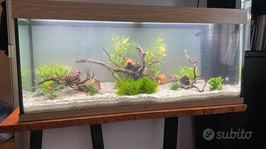Acquario 240 L