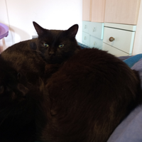 Gatti neri (mamma e figlio)