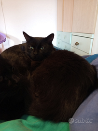Gatti neri (mamma e figlio)