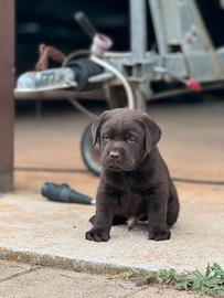 LABRADOR CHOCOLATE - ultimo cucciolo