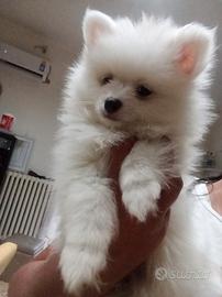 Spitz di Pomerania nano