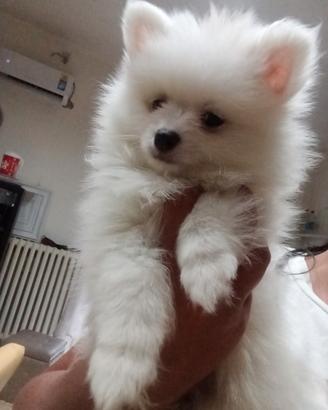 Spitz di Pomerania nano