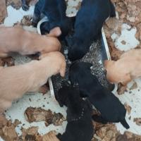 Segugio maremmano Cuccioli