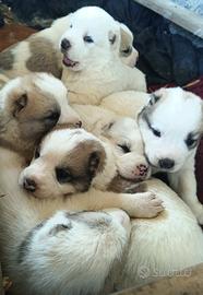 Pastore Asia Centrale Alabai