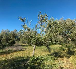 Potatura olivo e gestione oliveti