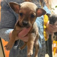 Cagnolini