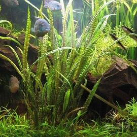 Pianta acquatica - Cryptocoryne balansae