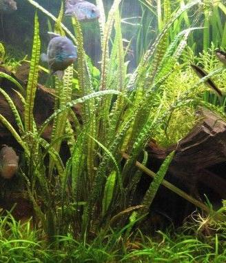 Pianta acquatica - Cryptocoryne balansae