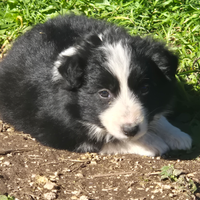 Border collie