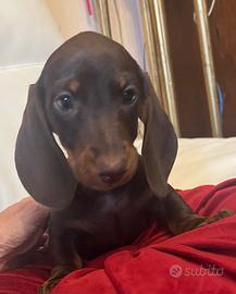 Cuccioli bassotti nani e kaninchen