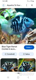 Pesci parrot tiger blu da acquistare